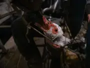 Lobby del Foie Gras gasta hasta 199 mil euros para influir en regulaciones de bienestar animal en la UE