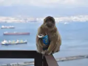 Monos de Gibraltar comen tierra para contrarrestar dieta de comida basura de turistas