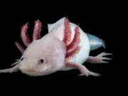 Niña encuentra ajolote en peligro de extinción en río de Gales