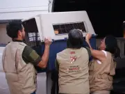 Nueva ley en Edomex endurece multas por maltrato animal