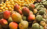 Oaxaca: 99 lotes de mango infestados con larvas amenazan exportaciones a EU