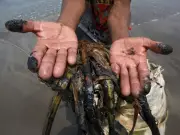 PAN denuncia falta de protocolos ante derrame de hidrocarburos que afecta 4 estados