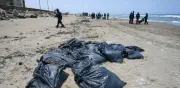 Pemex transformará hidrocarburos del Golfo en asfalto tras derrame que afecta fauna