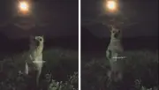 Perrito Calcio Milaneso se vuelve viral con sesión de fotos junto a la luna llena