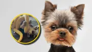 Perrito Yorkie pierde épica batalla contra serpiente de peluche en video viral de TikTok