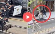 Perro policía heroico inmoviliza a agresor armado en violento ataque en San Diego