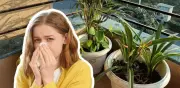 Plantas de Interior para Alérgicos: Purifican el Aire y Reducen Síntomas