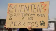 Polémica en Tecámac: Senadora de Morena admite ejecución masiva de perros en video