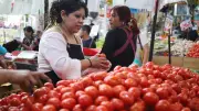 Precio del jitomate se dispara en México por sequía, exportaciones y costos logísticos