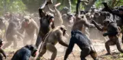 Primera 'Guerra Civil' entre Chimpancés Documentada en Uganda: Planificación y Coordinación de Ataques
