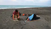 Profepa y Conanp investigan saqueo de huevos de tortuga golfina en Playa Escobilla, Oaxaca