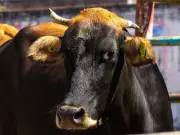 Puebla se consolida como referente nacional en control del gusano barrenador del ganado