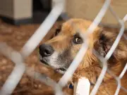 Refugio Franciscano: Acuerdos y Controversias en el Regreso de los Animales