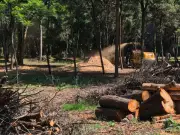 Rehabilitación en Los Viveros: Trituran árboles muertos para evitar plagas