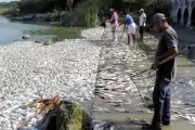Reportan mortandad masiva de peces en el sur de Tamaulipas por contaminación