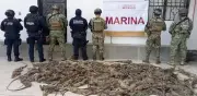Rescatan 161 iguanas verdes vivas en terminal de Oaxaca; 31 mueren por maltrato