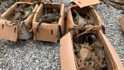 Rescatan 192 iguanas verdes hacinadas en autobús rumbo a Oaxaca; 31 murieron