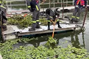 Retiran más de 3 mil kilos de maleza acuática de la presa La Boca en Nuevo León