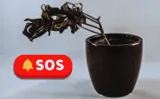 Revive tu planta seca o amarilla con este truco casero de café y miel