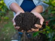 Sembrando Vida impulsa 16,706 biofábricas comunitarias para agricultura sustentable