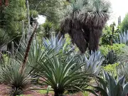 Semillas de arroz germinan más rápido al percibir el sonido de la lluvia, revela estudio del MIT