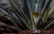 Senado de México aprueba el 24 de julio como Día Nacional del Tequila