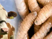 Senasica lanza campaña contra Gusano Barrenador en 11 lenguas indígenas