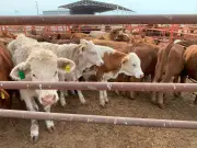 Senasica refuerza operativo contra gusano barrenador en noreste de México