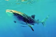 Suspensión judicial protege a ballenas en Baja California Sur de megaproyecto gasero