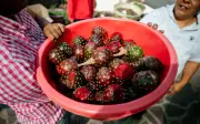 Temporada de pitayas en México: cómo diferenciarlas de la pitahaya y aprovechar sus beneficios