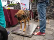 Tlalpan celebra sexta Feria de Bienestar Animal con servicios veterinarios gratuitos