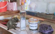 Truco Viral con Vinagre y Bicarbonato para Eliminar Ratas en el Hogar