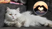 ¿Tu gato te ama? Señales silenciosas del afecto felino que debes conocer