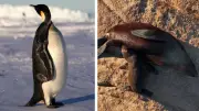 UICN declara en peligro de extinción al pingüino emperador y lobo marino antártico