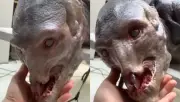 Video viral: ¿Alien o sirena? La verdad sobre la criatura en costas de México