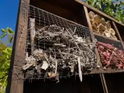 Zapopan impulsa jardines polinizadores para proteger abejas y biodiversidad