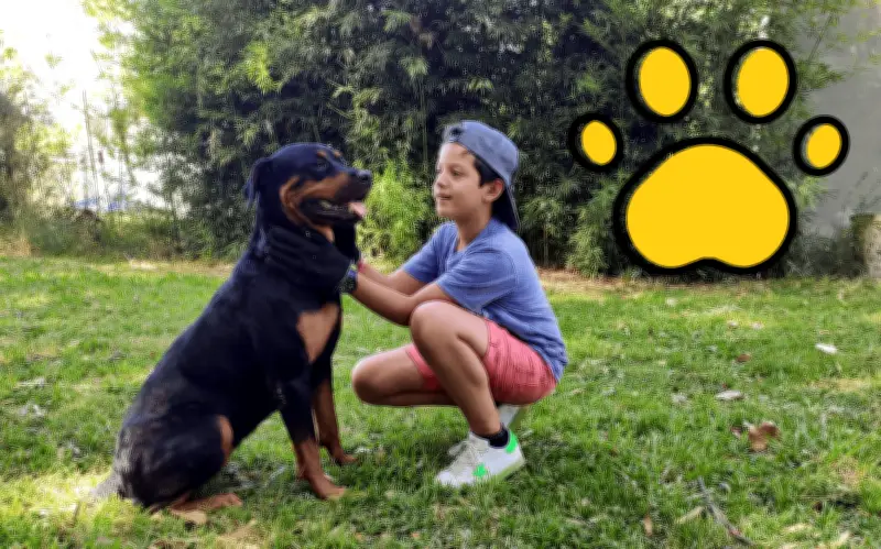 Guía para adoptar perro en Guadalajara: refugios y requisitos