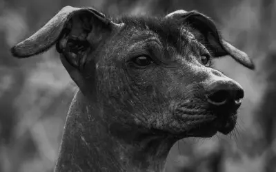 5 perros hipoalergénicos que no pierden pelo: guía para alérgicos