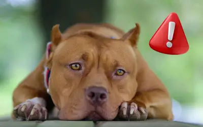 5 razas de perro peligrosas para niños: ¿genética o crianza?