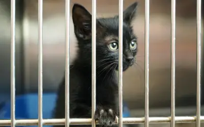 Adopta gratis perros y gatos en Guadalajara: programa del Centro de Integración Animal