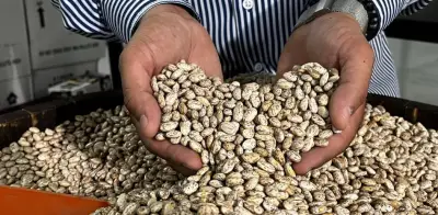 Agricultura reporta inversión histórica en acopio de frijol en Zacatecas