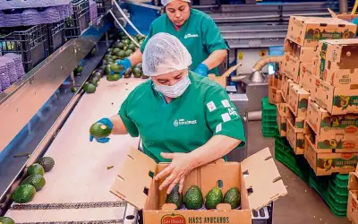 Aguacateros de Jalisco buscan nuevos mercados en Asia