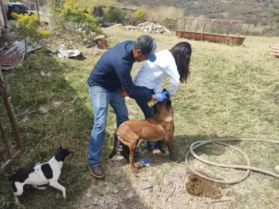 Alerta por Gusano Barrenador: 12 casos en Jalisco, llaman a revisar mascotas
