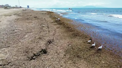 Arribazón de sargazo tiñe de café playas de Coatzacoalcos