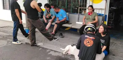 Ataque de abejas en Monterrey: 4 personas y 2 perros heridos