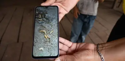 Aumentan a 282 casos de miasis por gusano barrenador en humanos