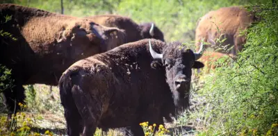 Avances en reintroducción del bisonte americano en Sonora