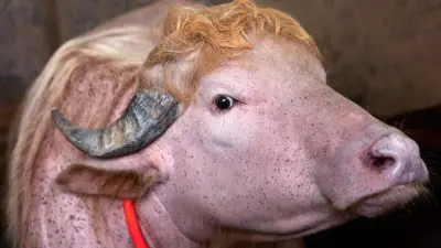Búfalo albino 'Donald Trump' causa furor en Bangladesh