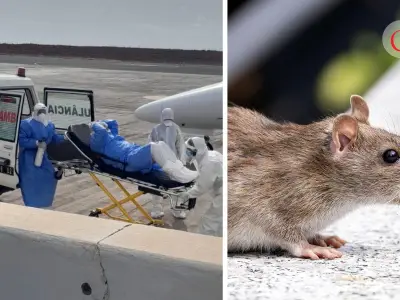 Brote de hantavirus: síntomas, contagio y qué debes saber