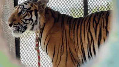 Cachorro de tigre de Bengala captado en calles de Zapopan, Jalisco
